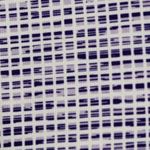 Tiger Sports Shop Heather Grid Polo - LT PURPLE