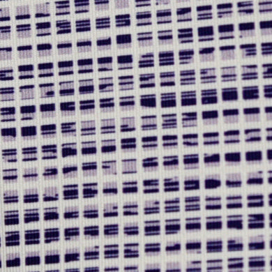 Tiger Sports Shop Heather Grid Polo - LT PURPLE