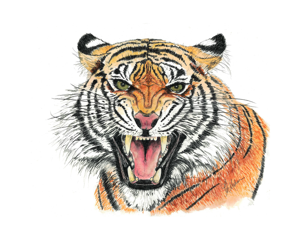 Clemson Watercolor Tiger Print